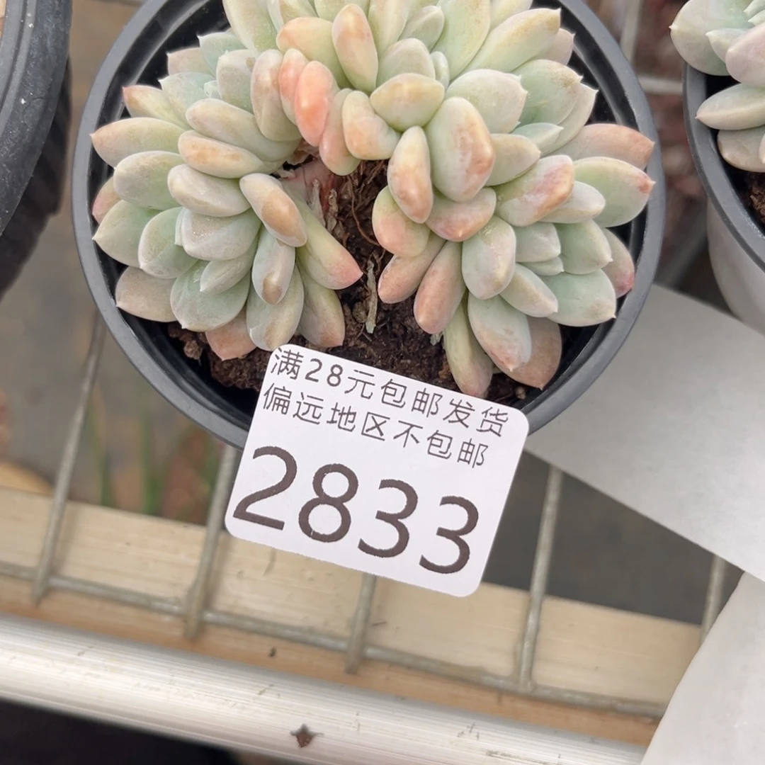 大2833。g g h h v c v