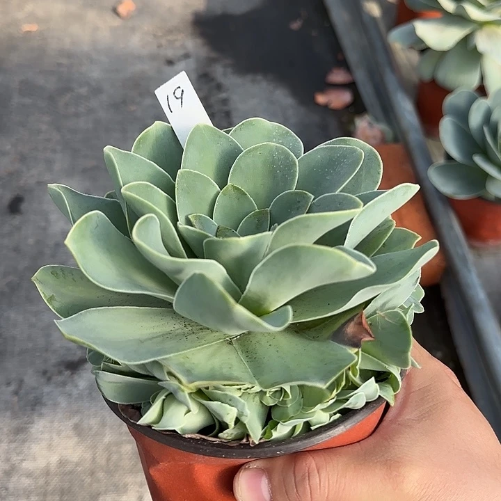 山地玫瑰一物一拍，脱土发，19号，不包断侧芽