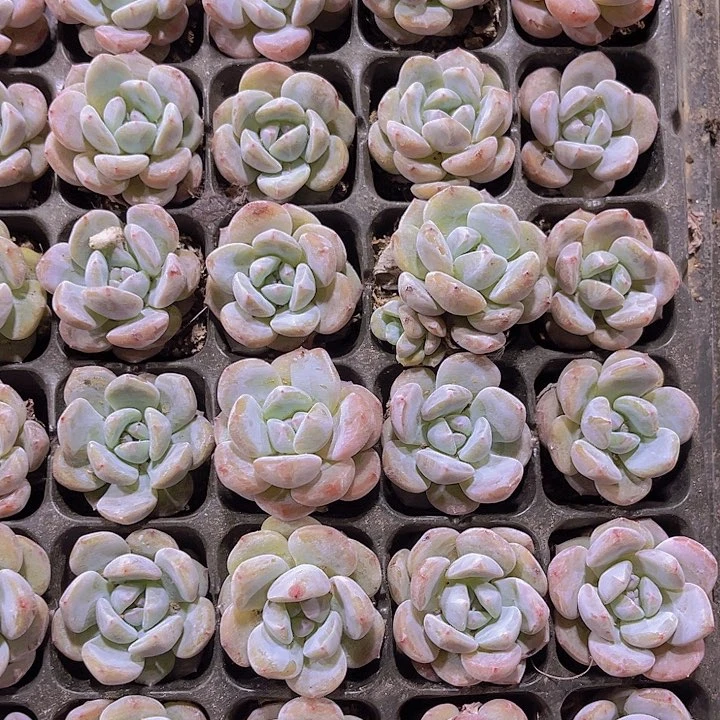 精品日系石榴籽星影多肉