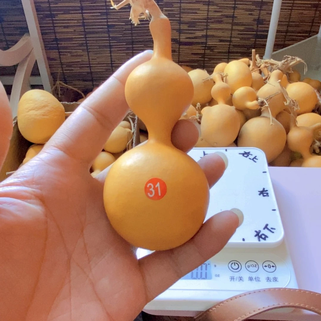 厚铁皮蚂蚁肚葫芦