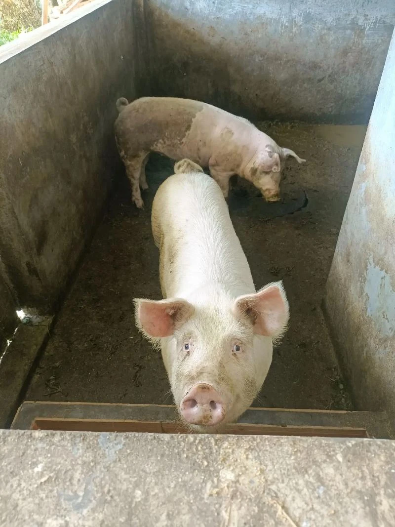 四川乐山沐川高山熟食喂养土猪肉现场散称现切现卖