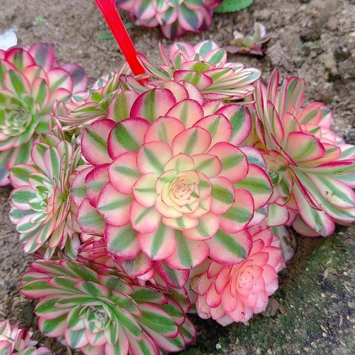 5-209荔枝多肉法师