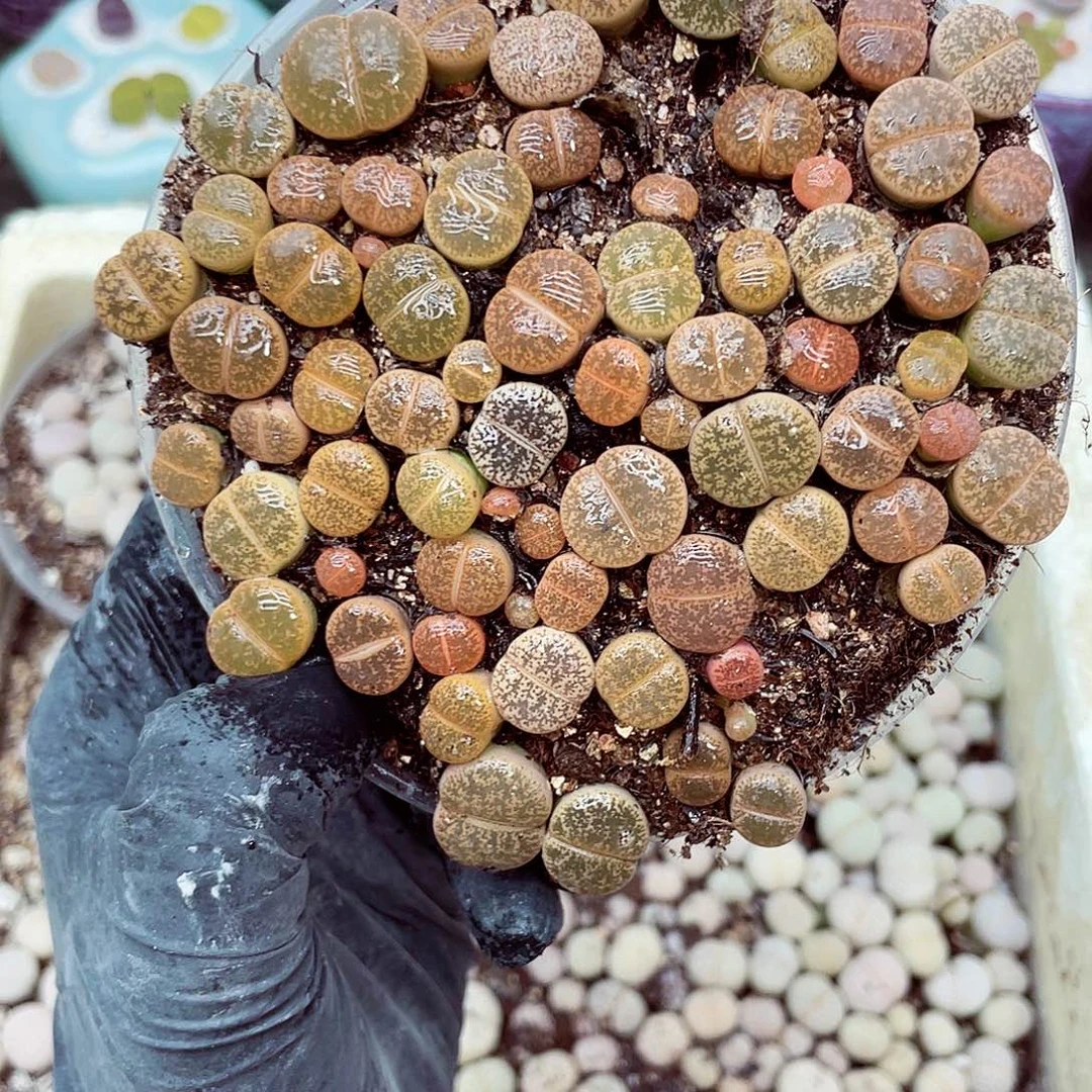 生石花18包邮0906-89