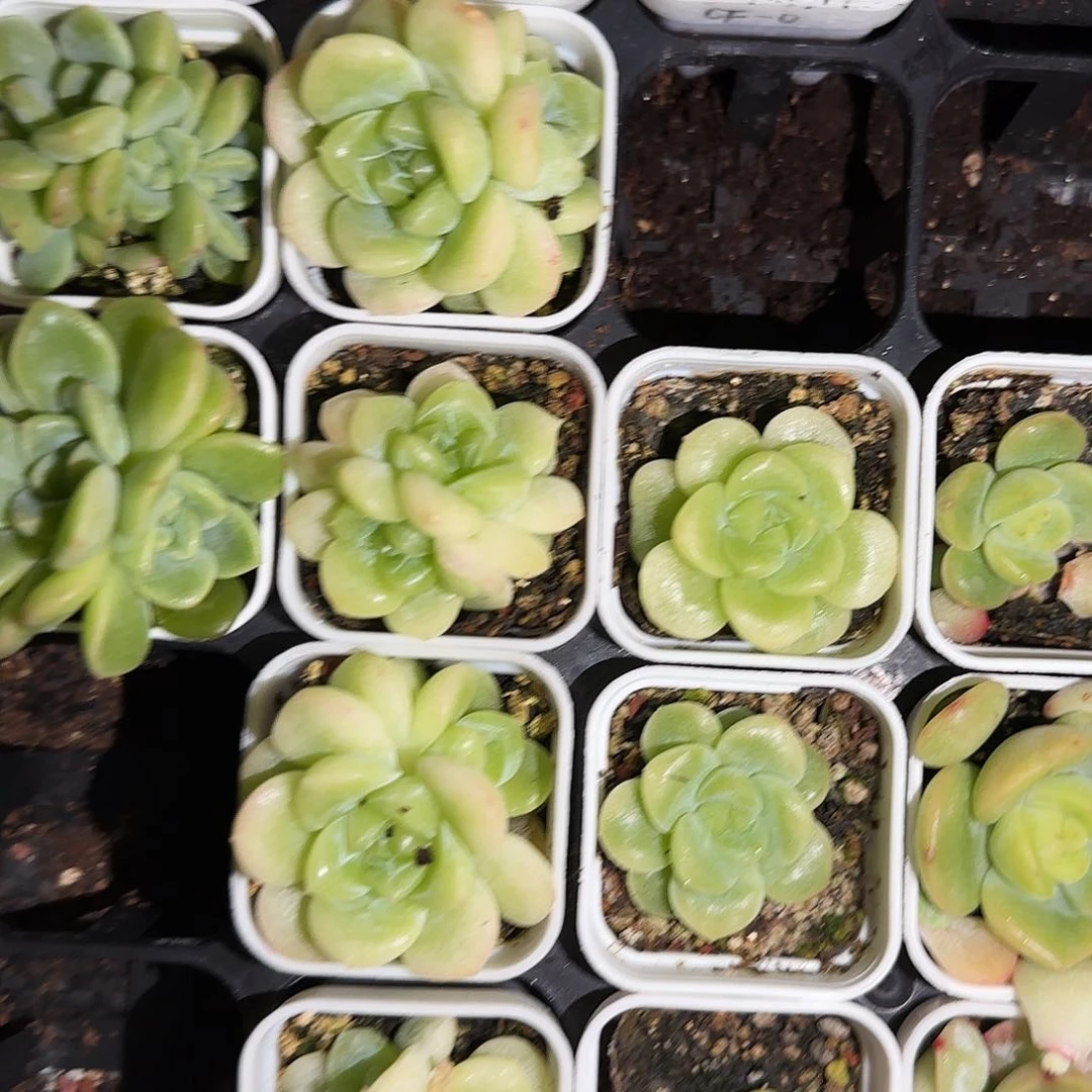 财富O 中盆4号床一个满25包邮