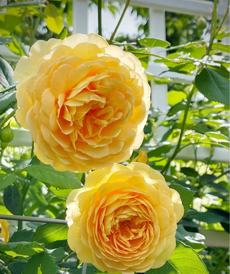 黄金庆典礼  爬藤蔷薇月季大花浓香庭院阳台种植四季开花