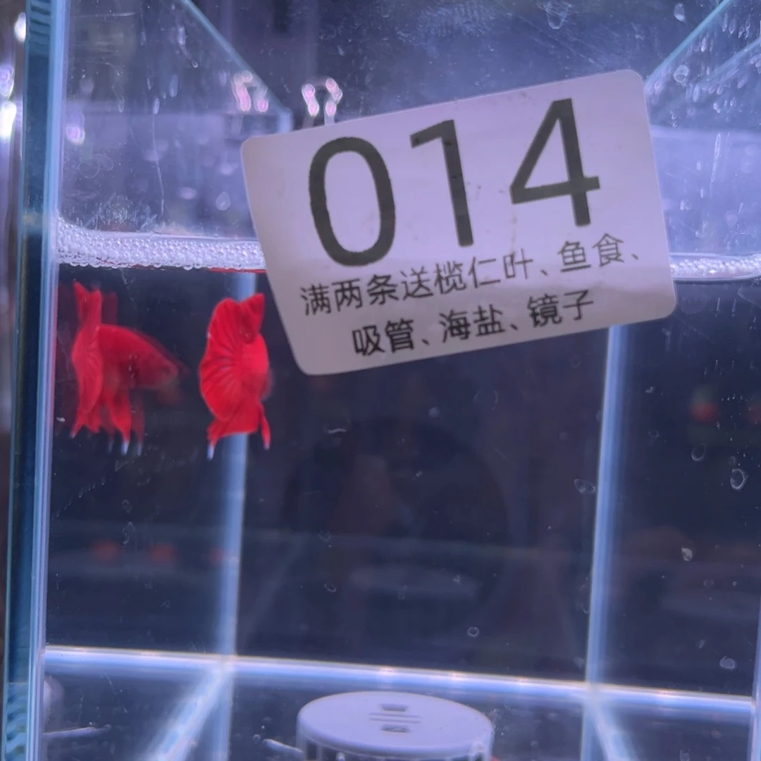 斗鱼泰国都与1457号
