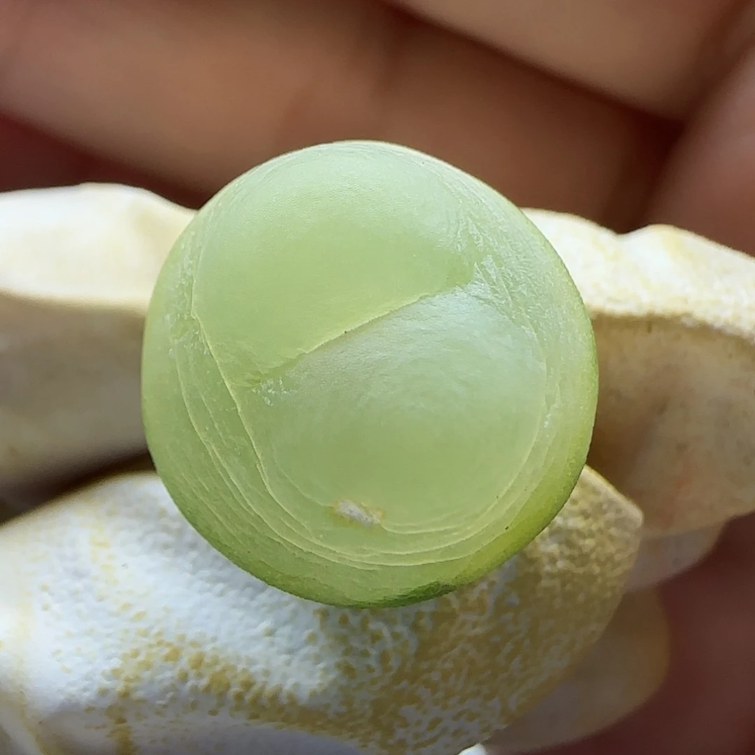 11-25-137当天满38包邮1.7cm拉登有一点干疤