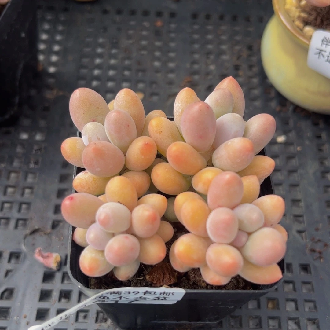 417-黄金香水手指奶酪多肉4cm