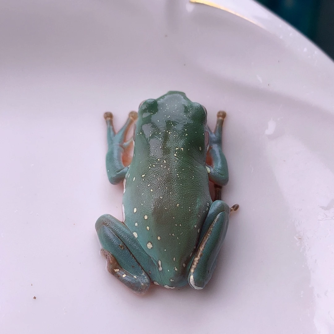 老爷树蛙13号脚趾瑕疵