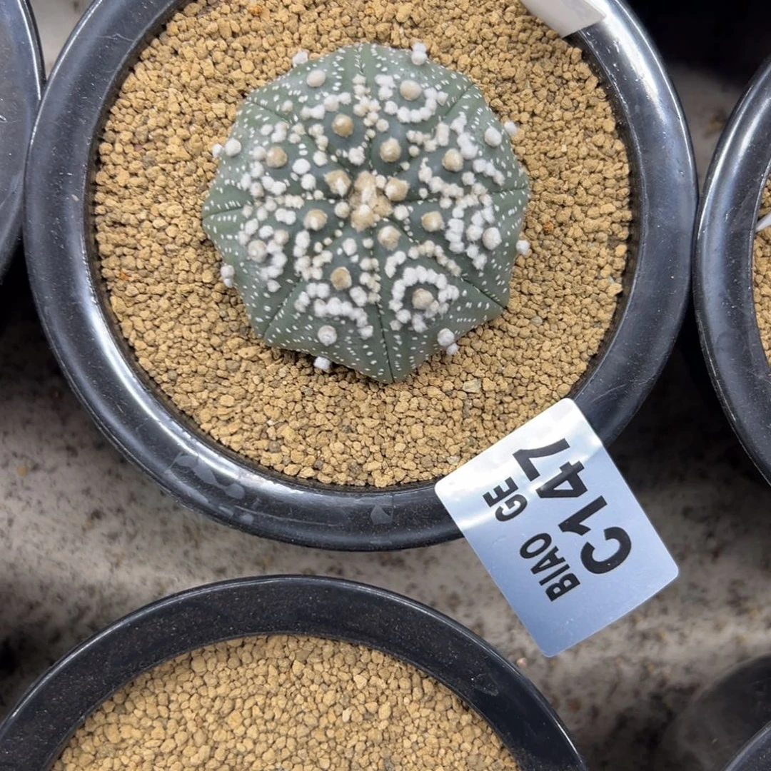 C147号兜仙人球多肉