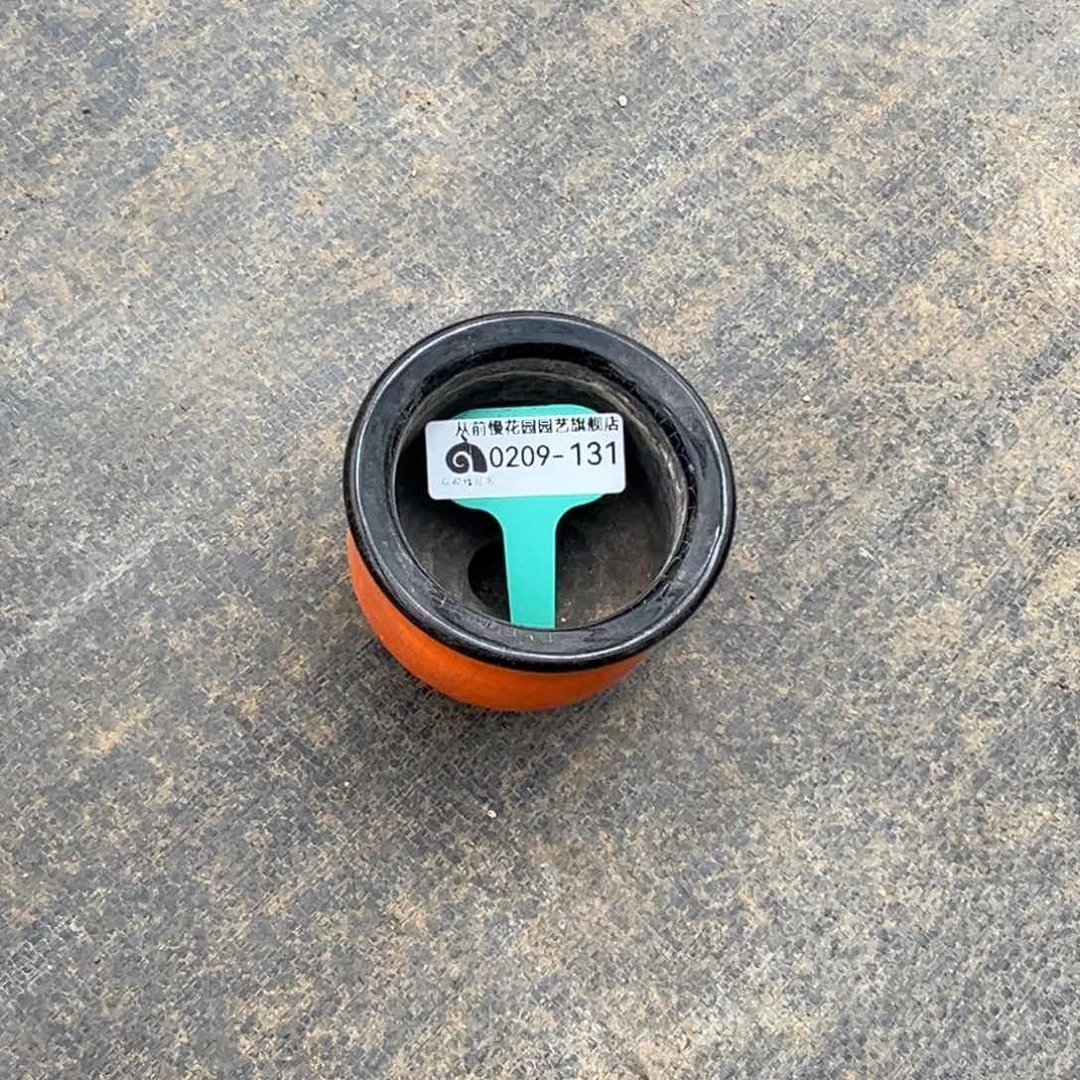 无**予多肉一物一拍0209-131