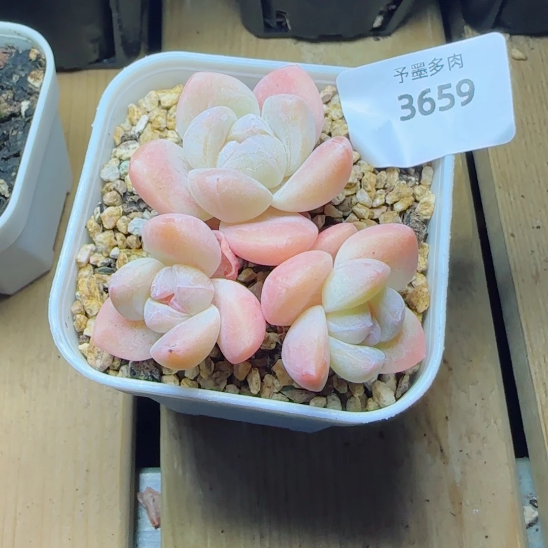 冰玉无砍福利，3659多肉植物