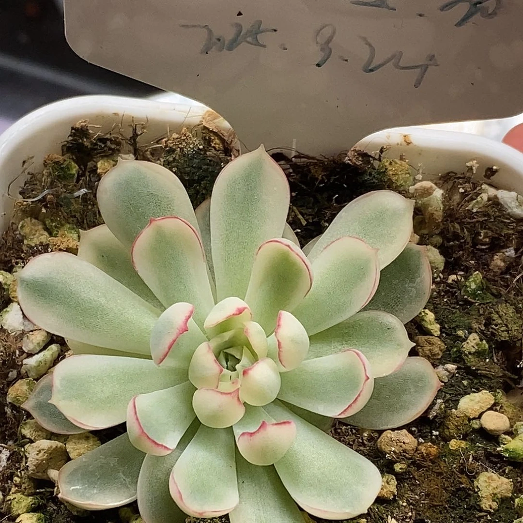 Q*梦幻玫瑰锦一物一拍，