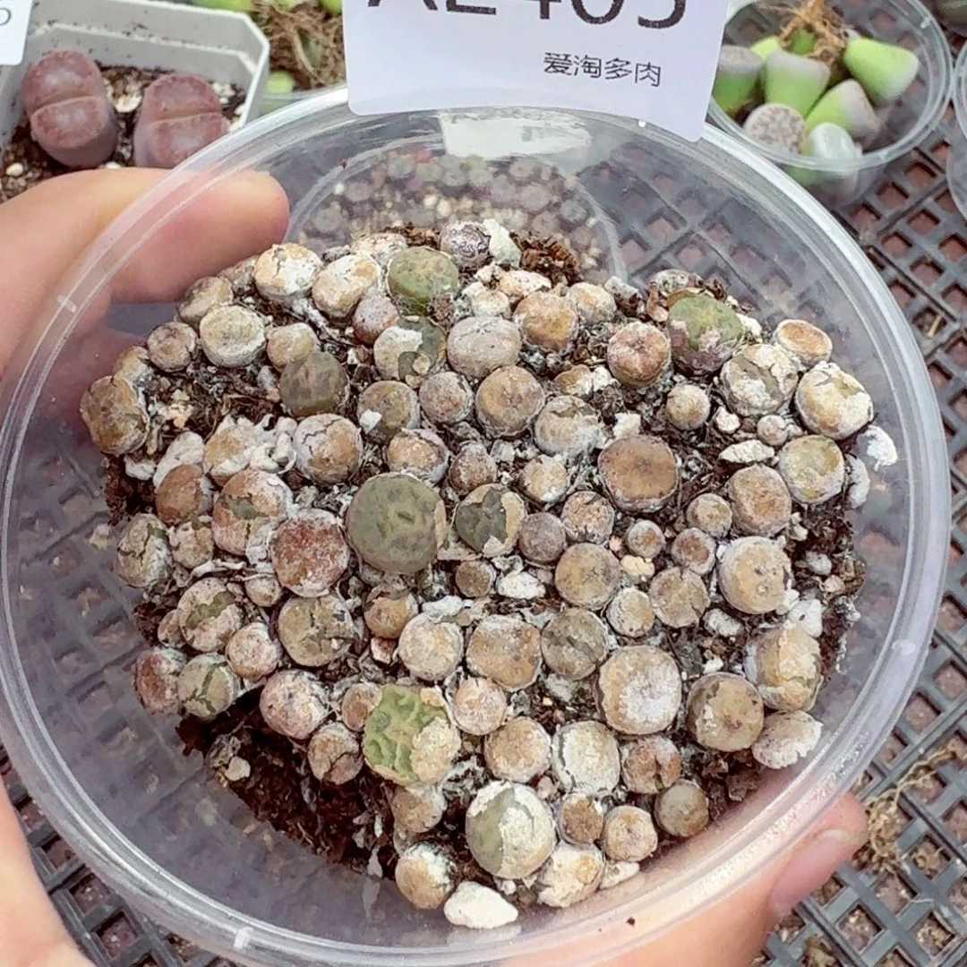 2405——生石花 肉锥