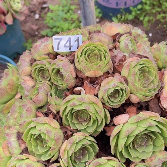 猫***笑多肉植物一个撕拉碗