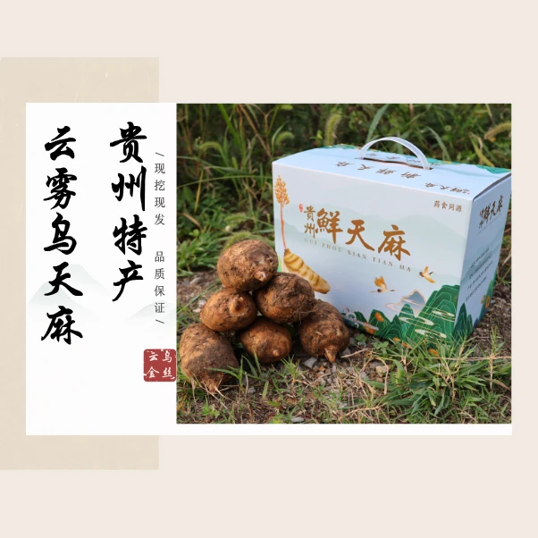 贵州云雾乌天麻新鲜顺丰包邮可跟山药煲汤