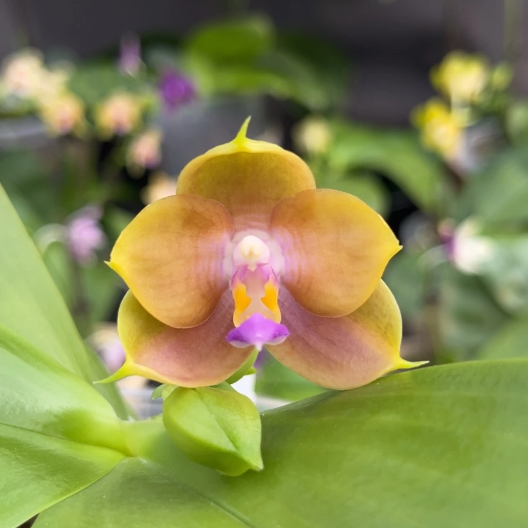 完全开放3.5寸216开花株