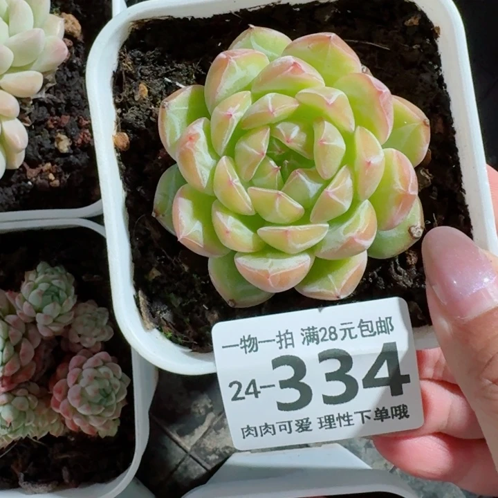 雪花珍妮无盆土无盆土发货无
