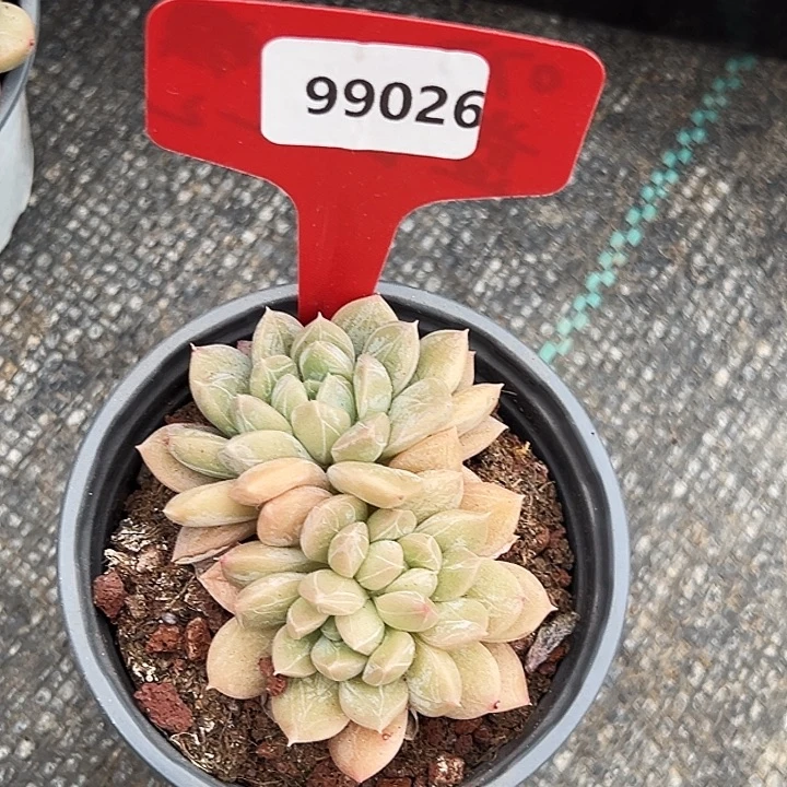 糖心      99026号