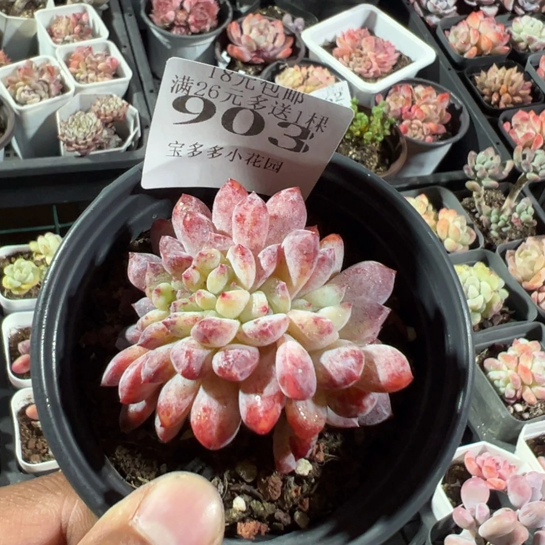 903号叶插梦露缀化一物一拍满18包邮