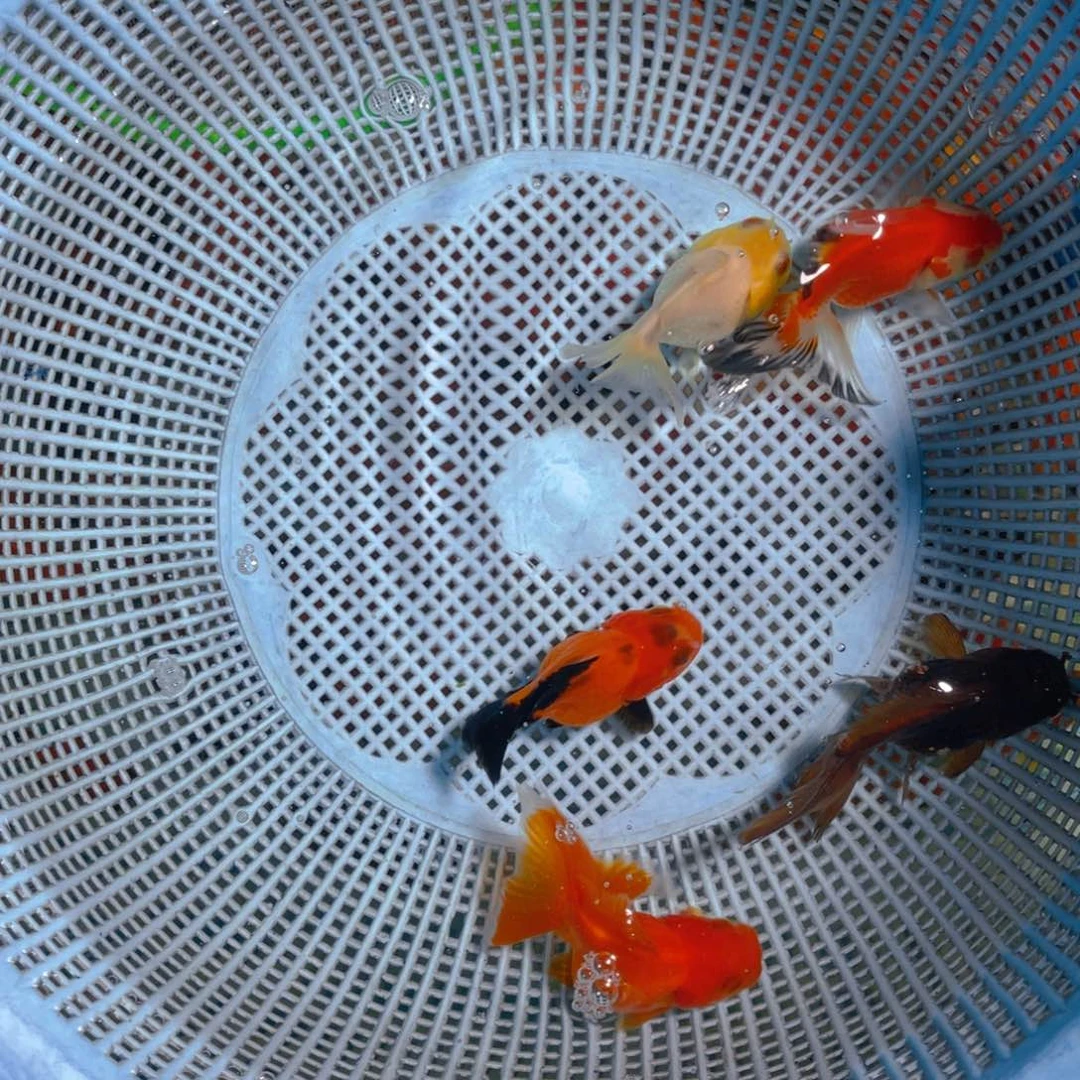 海水鱼花泰狮金鱼22