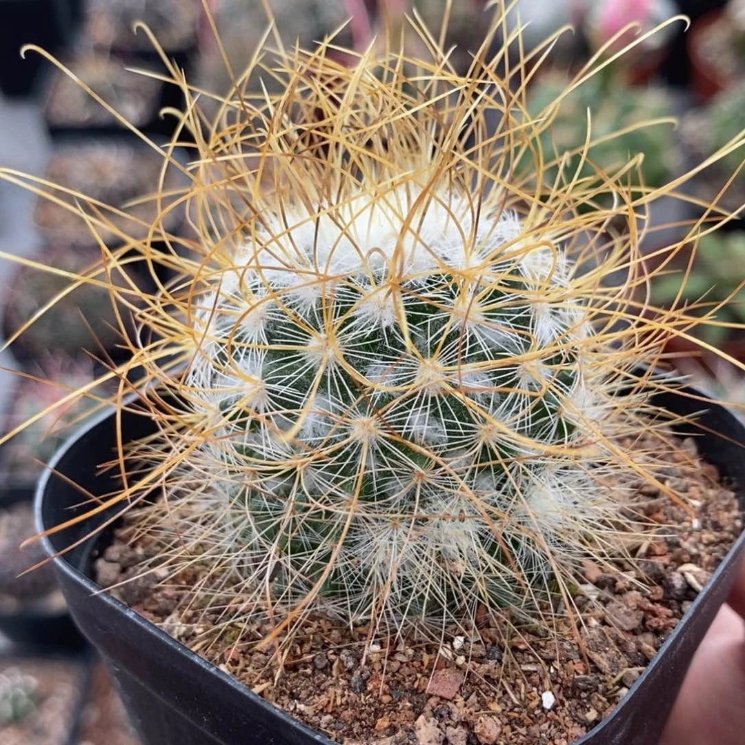 329皇权植播园艺优选