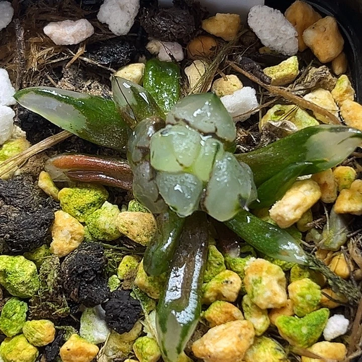 1子弹头西瓜变异头家多肉十二卷