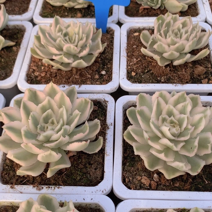 t044紫蝴蝶锦单头