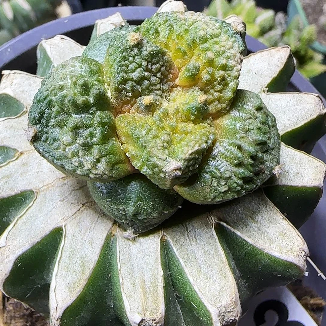 哥斯拉锦813仙人球开花