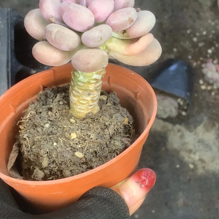 月美人。（满9.99包邮不满9.99发叶子）