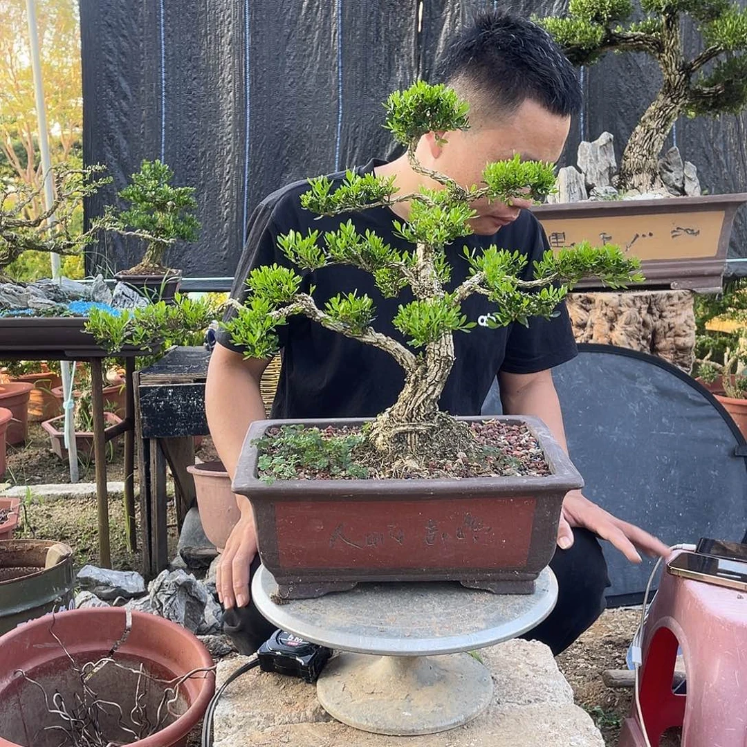 当前无花栽培后可以开花