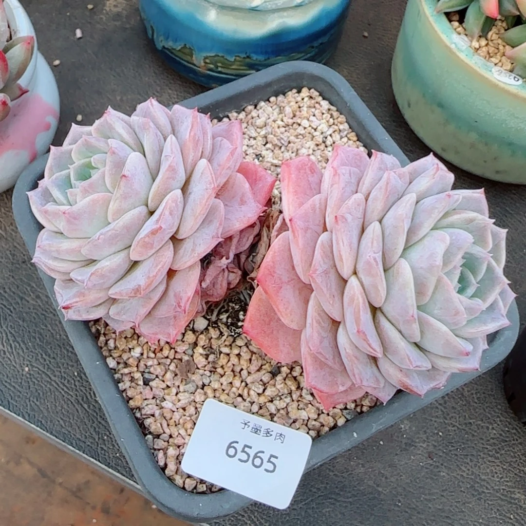 粗桩纯爱，6565多肉植物