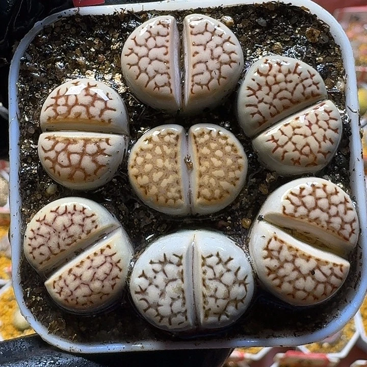 生石花1111111。   165