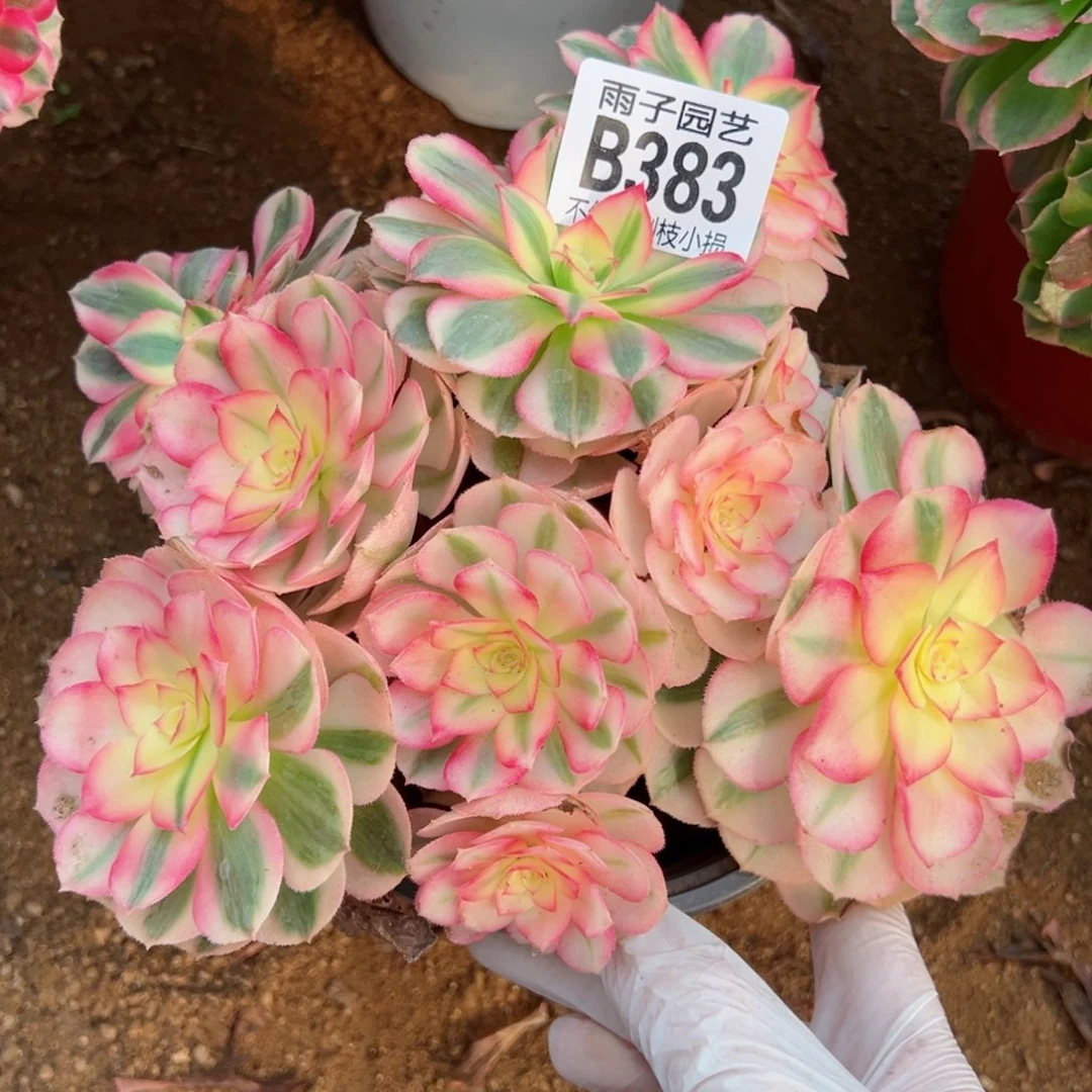 383倾城尺寸18左右