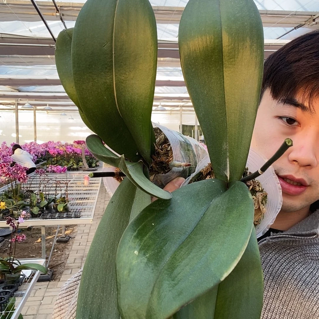 完全开放随机花后苗两颗3.5