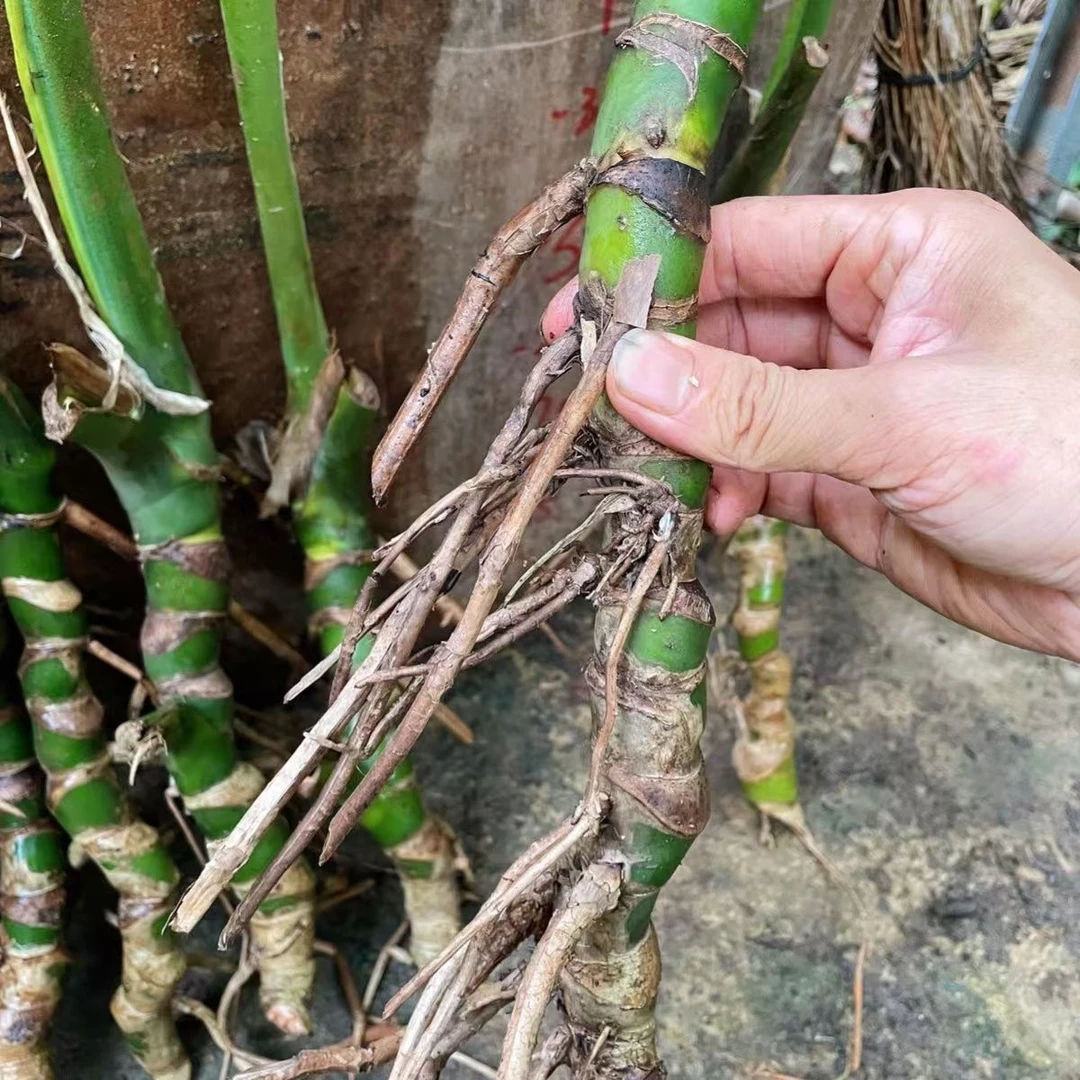 龟背竹老庄净化空气