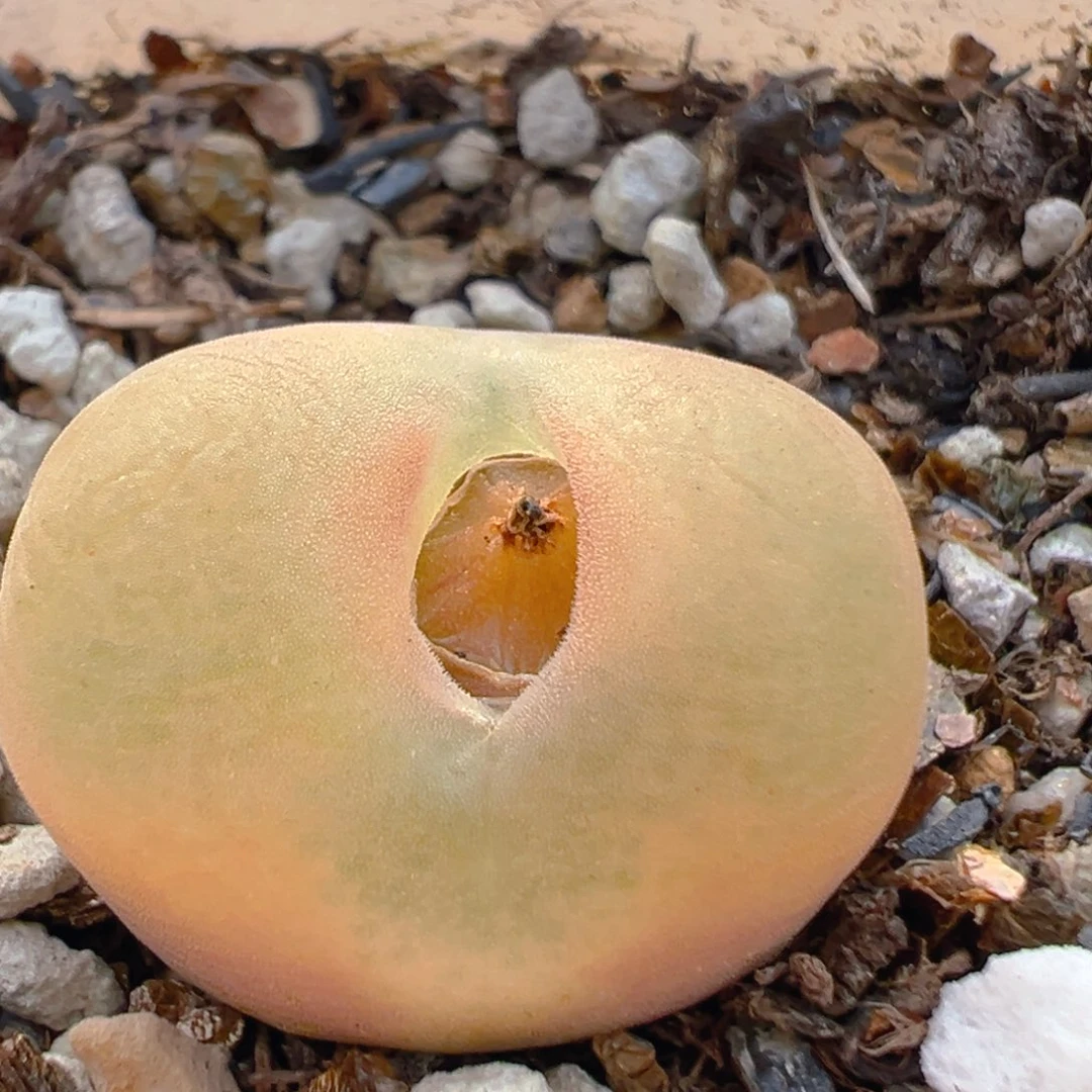 3005多肉植物百科知识