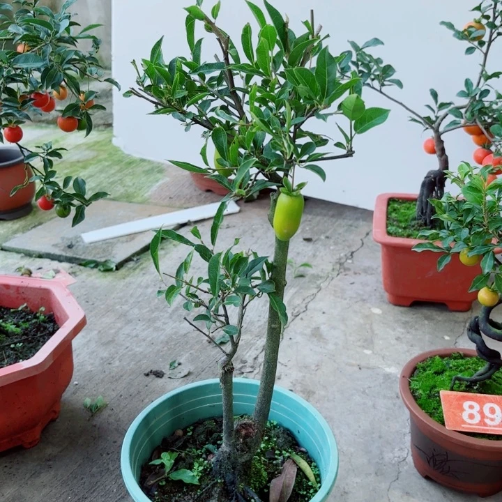无花朵凡***己金弹子盆景树