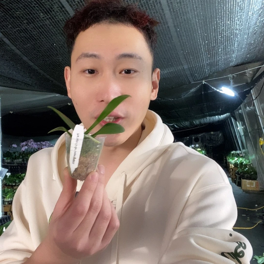 无花朵雅风黄金豹