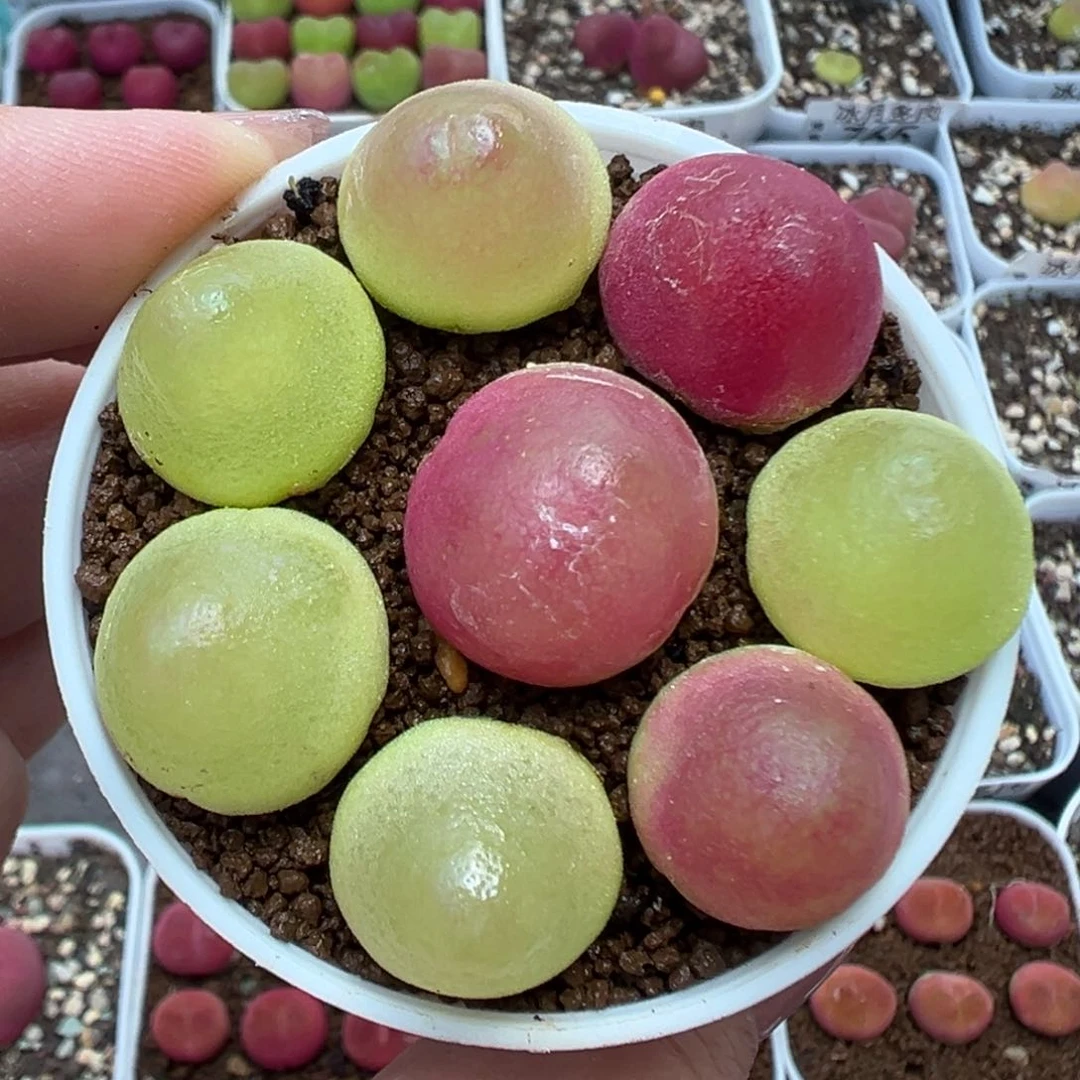 352灯泡裸根发货