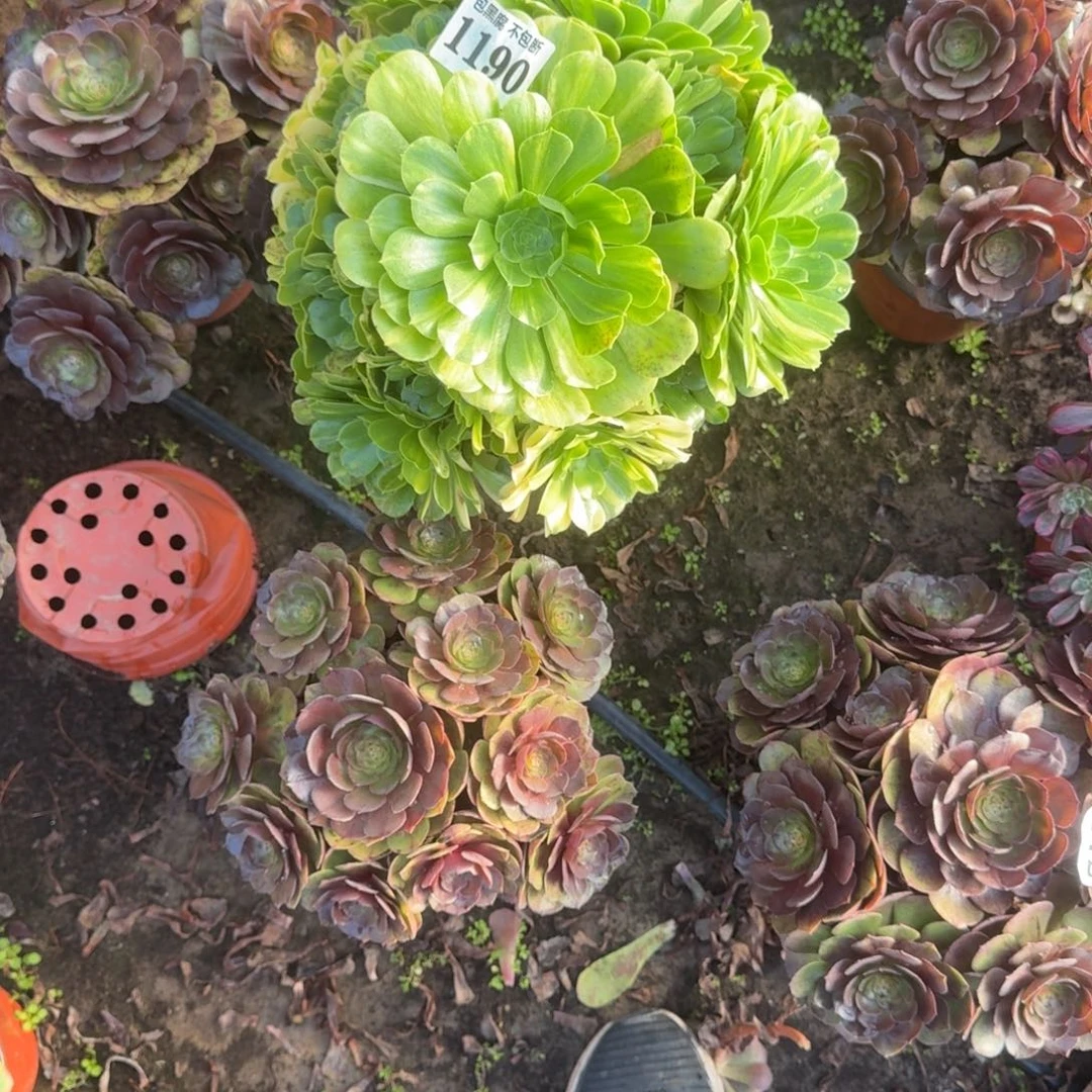 法师五彩 炽焰莲1190 19-13