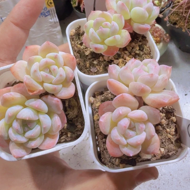 冰糕韩版一颗双头王炸