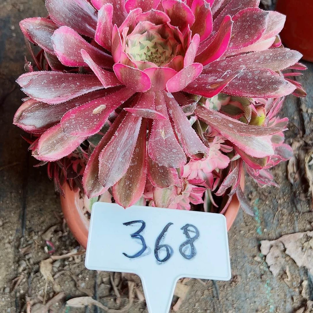 多肉植物粉铜法师