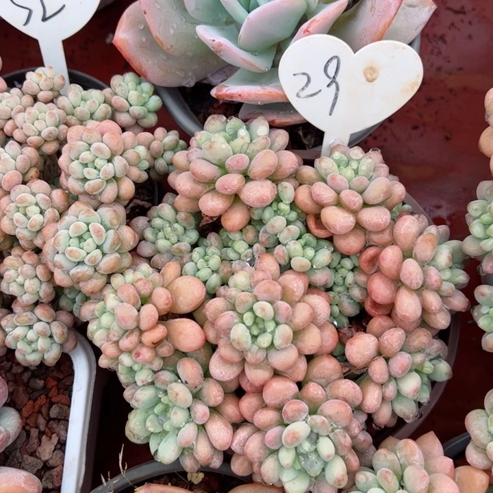 29洛可可平平安安健健康康