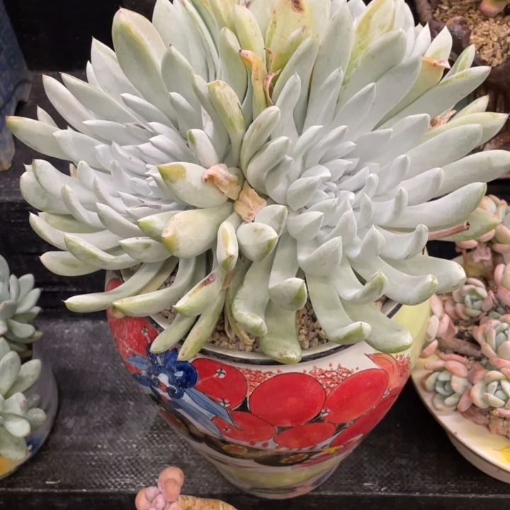 关**亮弥鹿之森一物一图