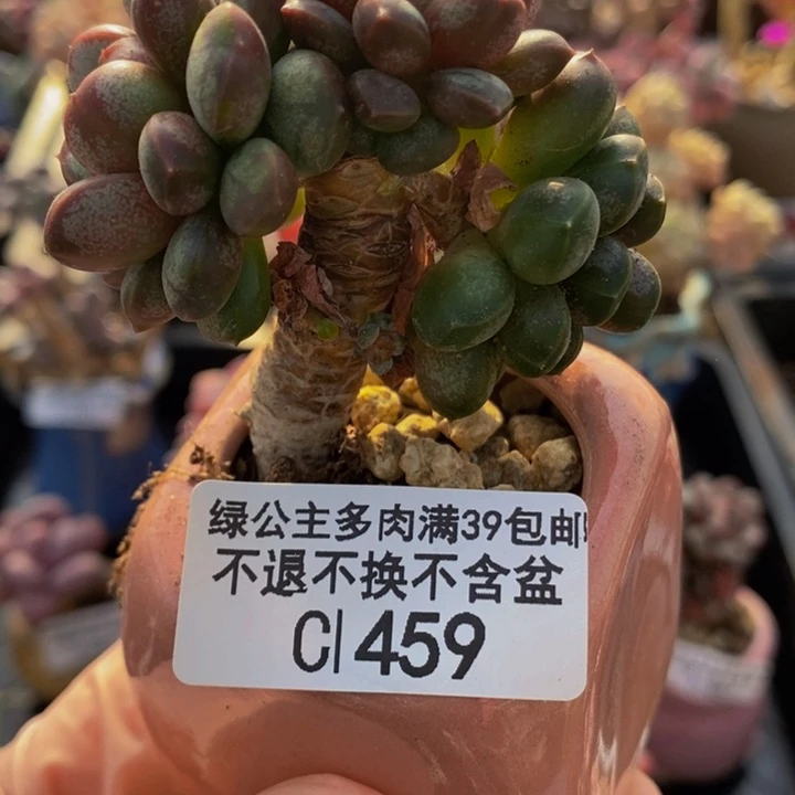 葡萄老桩有砍6cm459多肉植物
