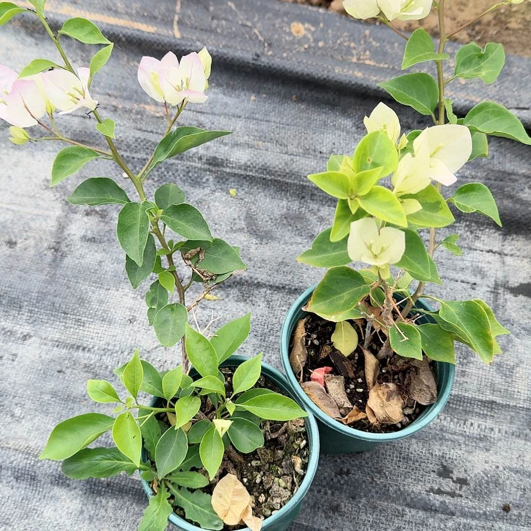 @***妈完全开放红脉络和暗绿