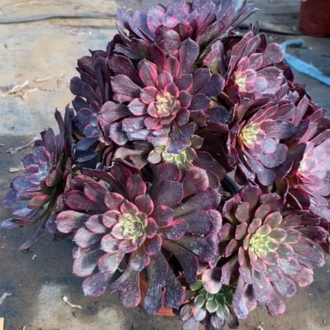 烟花多肉植物013