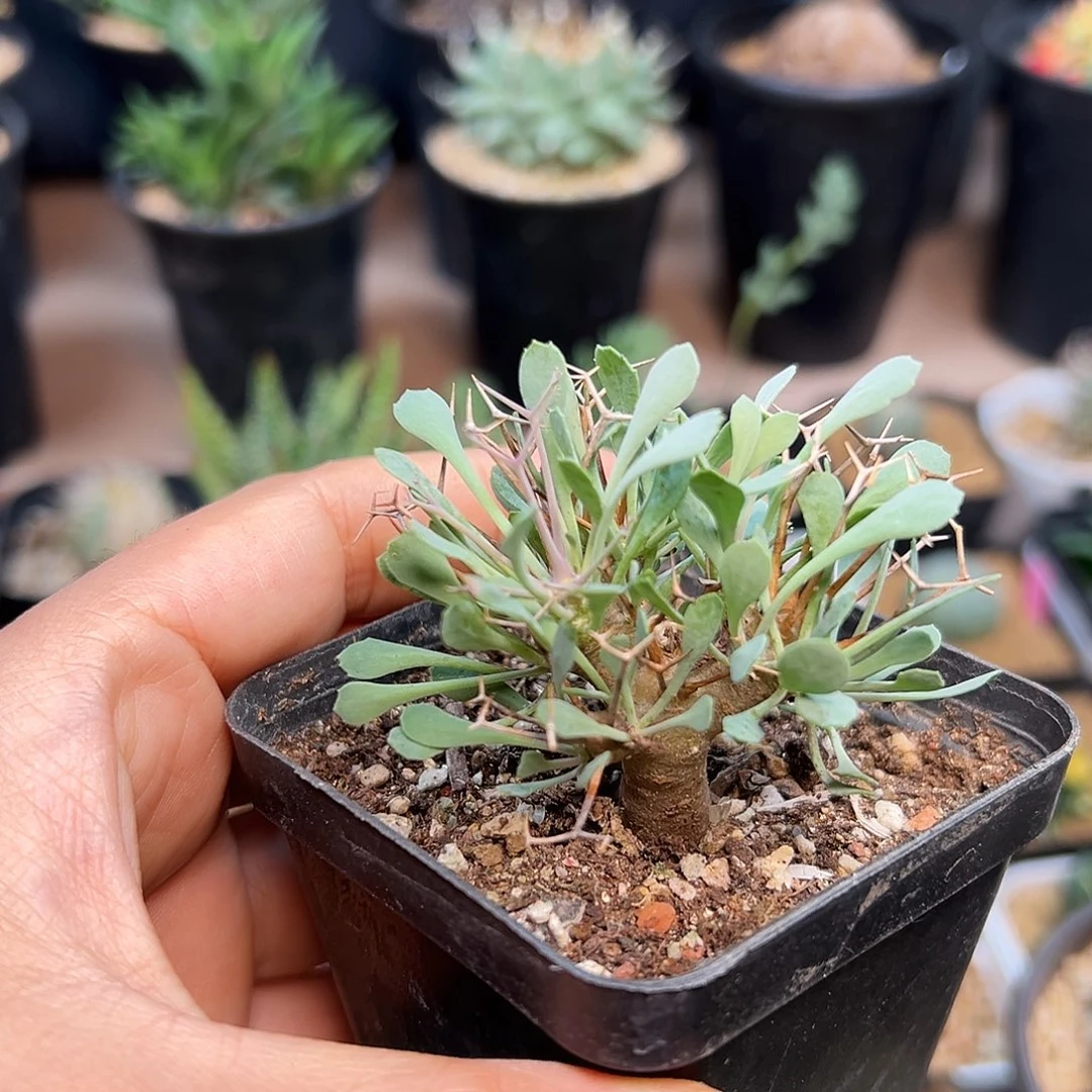 黑鬼殿厚敦菊一颗