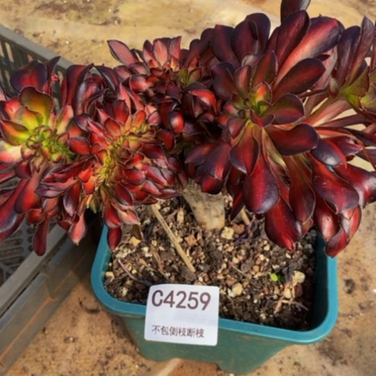 【闪购商品】4259晚霞多肉